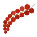 Red currant branch, red ripe berry close-up. Currant vector