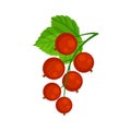 Red currant brunch vector illustration isolated on white background. Gsrden berries