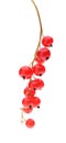 Red currant bunch Royalty Free Stock Photo