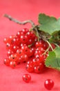 Red currant bunch Royalty Free Stock Photo