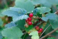 Red currant