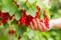 Red currant. Bunch of red currant berries in hand close-up on blurred green garden background. hand plucks a bunch of Royalty Free Stock Photo