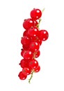 Red currant bunch isolated on white background isolated. Tasty red berries closeup Royalty Free Stock Photo