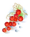 Red currant bunch with leaf and dew drops Royalty Free Stock Photo