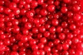 Red currant bunch Royalty Free Stock Photo