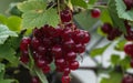 red currant. bunch of red currants close-up. Royalty Free Stock Photo
