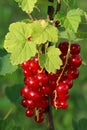 Red currant bunch Royalty Free Stock Photo