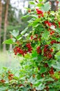 Red currant bush Royalty Free Stock Photo