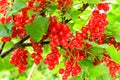 Red currant bush Royalty Free Stock Photo