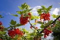 Red currant bush Royalty Free Stock Photo