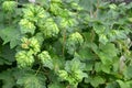 Red currant bush affected by gall aphid Cryptomyzus ribis Royalty Free Stock Photo