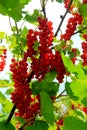 Red currant bush with berries. Branch of ripe red currant in a garden on green leaves background Royalty Free Stock Photo