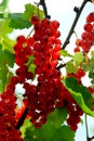 Red currant bush with berries. Branch of ripe red currant in a garden on green leaves background Royalty Free Stock Photo