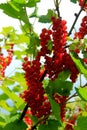 Red currant bush with berries. Branch of ripe red currant in a garden on green leaves background Royalty Free Stock Photo