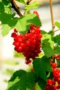 Red currant bush with berries. Branch of ripe red currant in a garden on green leaves background Royalty Free Stock Photo