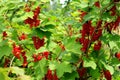Red currant bush with berries. Branch of ripe red currant in a garden on green leaves background Royalty Free Stock Photo