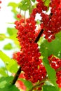 Red currant bush with berries. Branch of ripe red currant in a garden on green leaves background Royalty Free Stock Photo