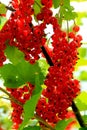 Red currant bush with berries. Branch of ripe red currant in a garden on green leaves background Royalty Free Stock Photo