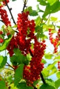 Red currant bush with berries. Branch of ripe red currant in a garden on green leaves background Royalty Free Stock Photo