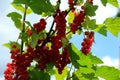 Red currant bush with berries. Branch of ripe red currant in a garden on green leaves background Royalty Free Stock Photo