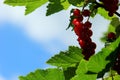 Red currant bush with berries. Branch of ripe red currant in a garden on green leaves background Royalty Free Stock Photo