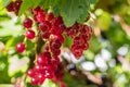 Red Currant Bush Royalty Free Stock Photo