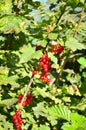 Red currant bush Royalty Free Stock Photo