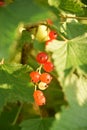 Red currant bush, green leaves, garden Royalty Free Stock Photo