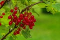 Red currant bush with many berries in garden Royalty Free Stock Photo