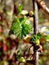 red currant bush Royalty Free Stock Photo