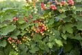 Red currant bush Royalty Free Stock Photo