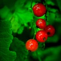 Red currant bush Royalty Free Stock Photo