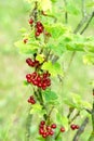 Red currant bush with ripe fruits. Branch od Redcurrant  closeup. Organic orchard. Royalty Free Stock Photo