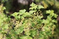 Red currant bush