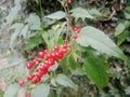 Red currant bushes (ribes rubrum) have clear red berries Royalty Free Stock Photo