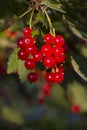 Red currant Royalty Free Stock Photo