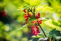 Red currant Royalty Free Stock Photo