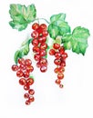 Red currant, colored pencil drawing