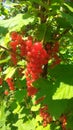 Red currant