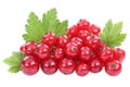 Red currant currants berries berry fruits fruit isolated on white Royalty Free Stock Photo