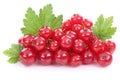 Red currant currants berries fruits fruit isolated on white Royalty Free Stock Photo