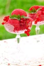 Red currant dessert wine sorbet, copy space for your text Royalty Free Stock Photo