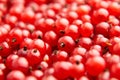 Red currant fresh berries closeup