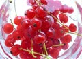 red currant fresh fruit in water and decorative glass