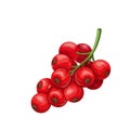 Red currant Fruit berry illustration