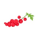 Red Currant Fruit Berry