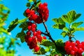 Red currant fruits ripen on the bush in the summer sun