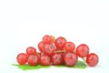 Red currant Royalty Free Stock Photo