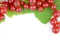 Red currant Royalty Free Stock Photo