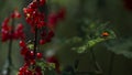 The red currant glows in the sun.